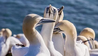 爱游戏体育官方在线-罗马尼亚队赛制透视：团体赛制下的战略与个人表现，罗马尼亚联赛赛程