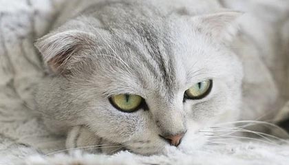 AYX官网-中国三人女篮坚持科学训练，中国队三人女篮